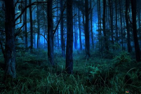 Dark and Misty Forest at Night 2K wallpaper download