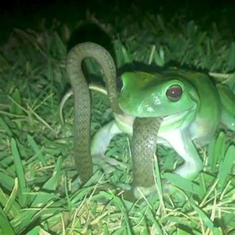 Frog Eating Snake