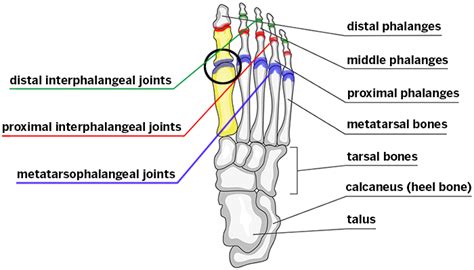 Big Toe Anatomy - Anatomical Charts & Posters