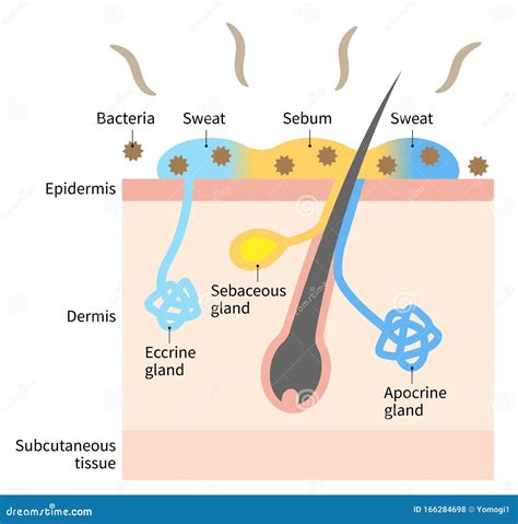 Diagram of Body Odor and Sweat Glands. Human Skin Layer Illustration ...