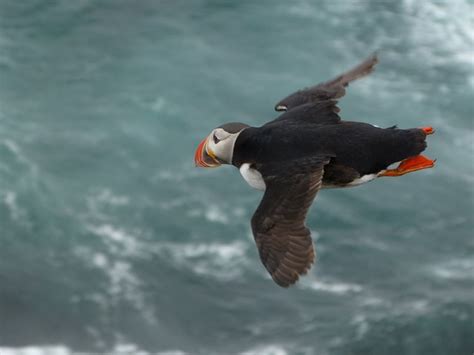 Puffin Bird Flying Wing - Free photo on Pixabay - Pixabay