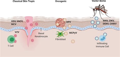 Explain How The Skin Functions As A Defense Against Disease - Pregnant ...