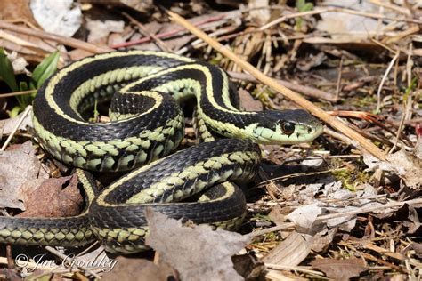 Couleuvre rayée | l'Encyclopédie Canadienne