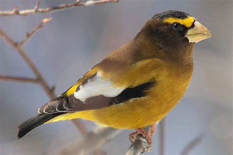 Male Evening Grosbeak - Brilliant Creation