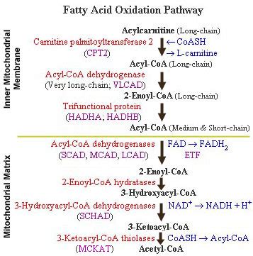 Fashion News Inspired: beta oxidation in mitochondria