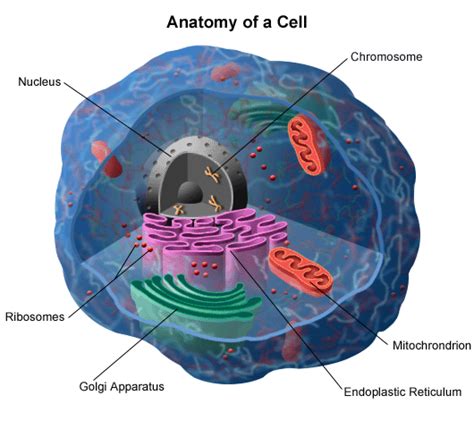 What are Chromosomes? - Stanford Medicine Children's Health