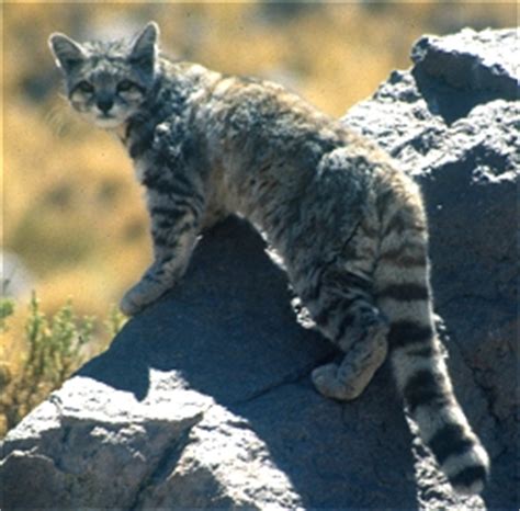 Know Your Cat - Andean cats