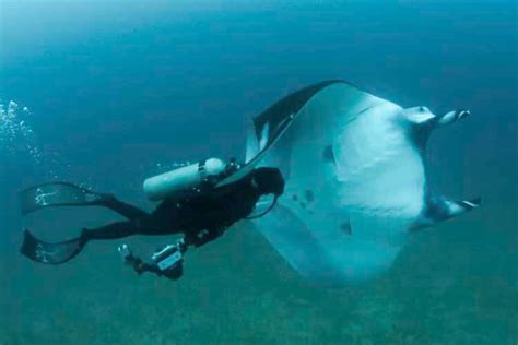 World's largest oceanic manta ray population in Ecuador, says MMF study ...