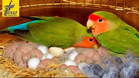 african lovebirds breeding and caring tips in tamil - YouTube