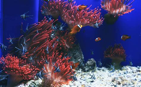 Book Skip the Line Genoa Aquarium Tickets | Save upto 20%