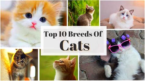 Top 10 Cat Breeds in the World