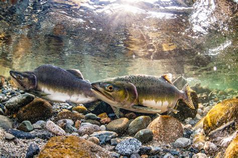 Why Are Salmon Important To The Ecosystem and how to save them