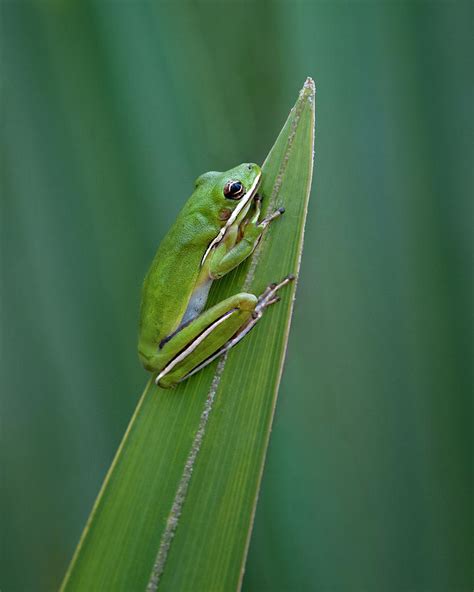 Green Tree Frog - Camouflage Photograph by Mitch Spence