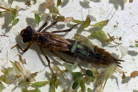 Dragonfly Nymph - Scotswood Garden