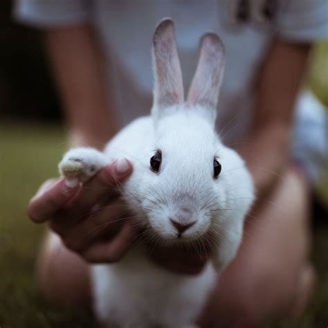 The 10 Best Pet Rabbit Breeds for Children - PetHelpful