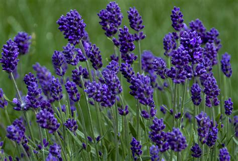 Lavender Isn't Blooming | Plant Addicts