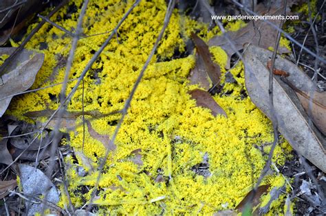 Yellow Slime Mold - The Dog Vomit Fungus