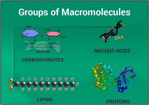 Macromolecules - Types | Biological Macromolecules | Examples