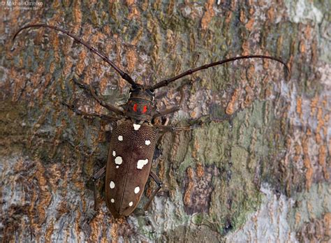 Photo of Batocera rubus beetle in nature • by Mikhail Omelko