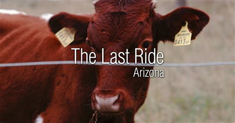 Exploring Bos Indicus Beef Cattle Breeds - The Last Ride