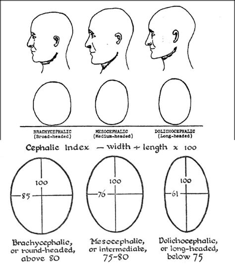 Brachycephaly Cephalic Index Chart: A Visual Reference of Charts ...