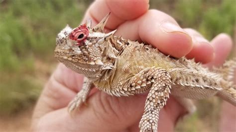 What is a horned frog? TCU's mascot explained. | wfaa.com