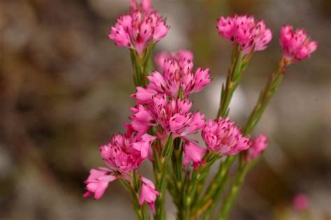 Ericaceae Erica coriifolia | Plants, Erica, Flowers