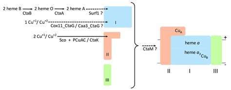 Scheme of cytochrome c oxidase biosynthesis in bacteria and the roles ...