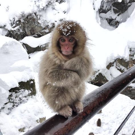 So cute! Babies of the Snow Monkey. | Snow monkey, Snow animals, Cute ...