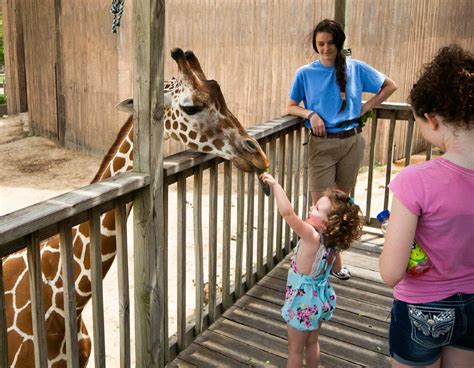 Giraffe Feeding – Sedgwick County Zoo