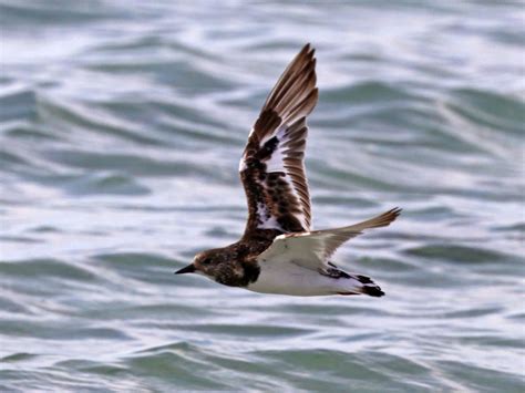 Banding aims to uncover turnstone migration mystery - Predator Free NZ ...