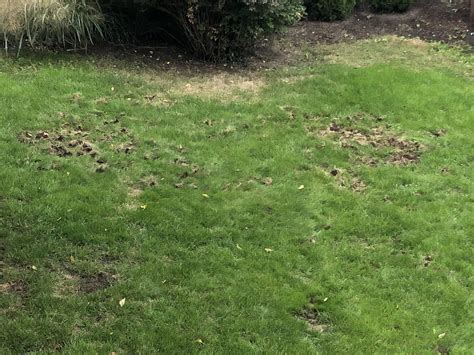 Vole or Mole damage?? | Lawn Care Forum