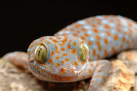 Tokay gecko for sale online. Buy captive bred tokay geckos for sale.