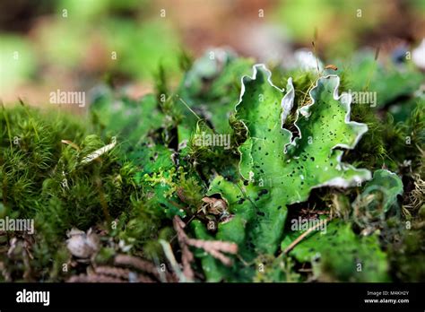 Forest Floor- Lichen and Moss Stock Photo - Alamy