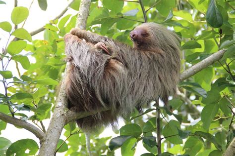 29 Interesting Facts About Sloths in Costa Rica - Tico Travel