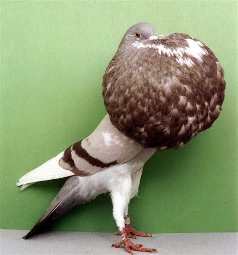 Norwich Cropper Pigeon Pictures ~ ENCYCLOPEDIA OF PIGEON BREEDS