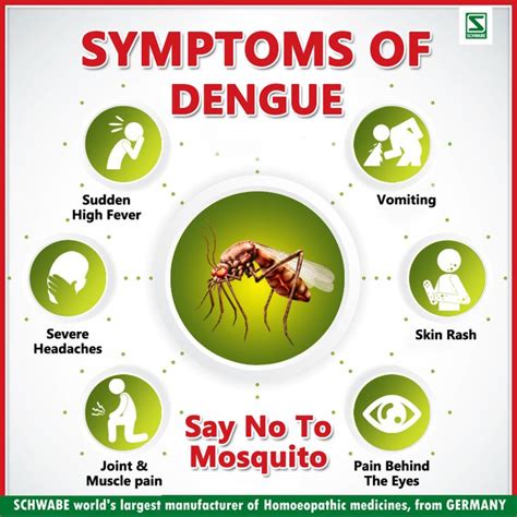 dengue fever warning signs - Sam Hunter