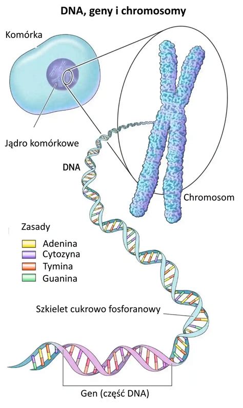 Genes Worksheet For Kids