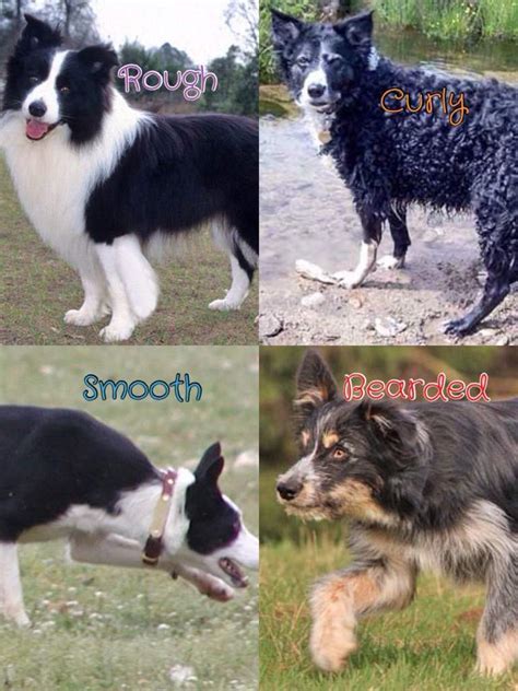 Information about the Border Collie dog breed [Research]