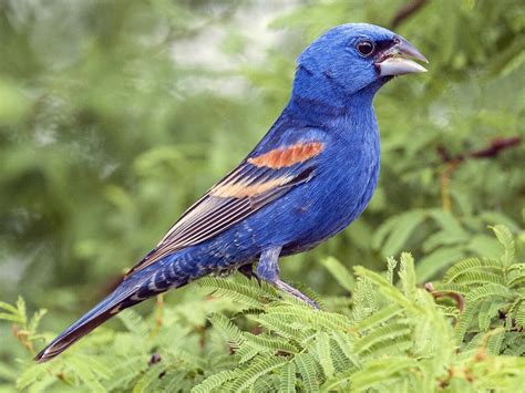 NestWatch | Blue Grosbeak - NestWatch