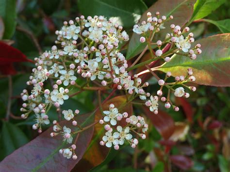 Garden Bloggers' Blooms Day - Photinia 'Red Robin'