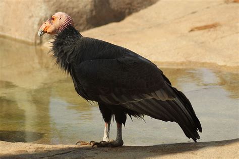 California condor - Wikipedia