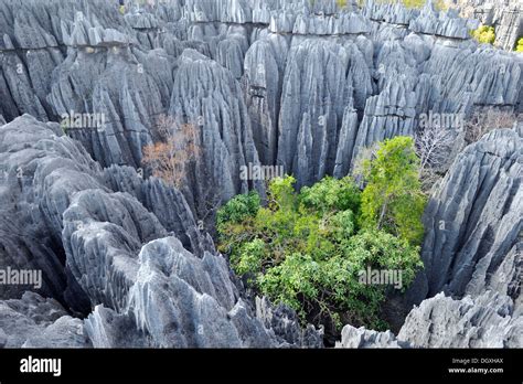 Tsingy, UNESCO World Heritage Site, karst landscape with striking Stock ...