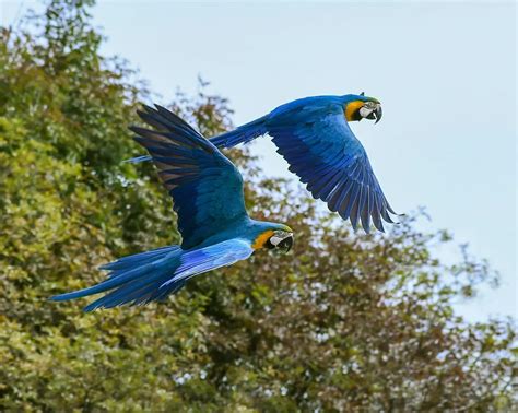 Can My Macaw Learn to Fly? | EtcPets