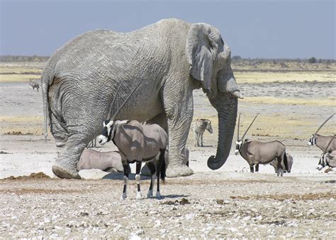 Visit Etosha National Park in Namibia | Audley Travel