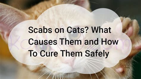 Scabs on cats are caused by miliary dermatitis, which takes on many ...