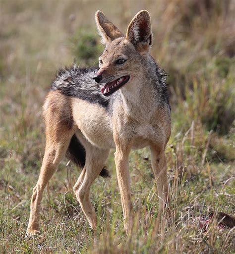 Black-backed jackal - Wikiwand