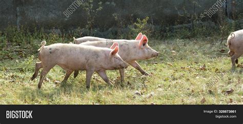 Pink Pigs On Farm. Image & Photo (Free Trial) | Bigstock