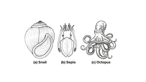 Mention any eight characteristics of phylum mollusca.