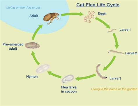 Life Stages of Fleas: How It Impacts Your Flea Control Strategy